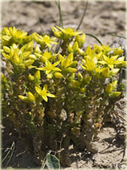 Rozchodnik ostry Sedum acre