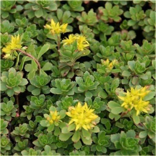 Rozchodnik Immergrunchen Sedum Immergrunchen