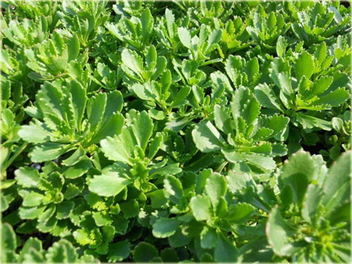 Rozchodnik Immergrunchen Sedum Immergrunchen
