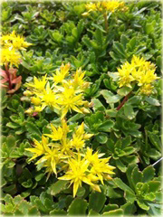 Rozchodnik Immergrunchen Sedum Immergrunchen

