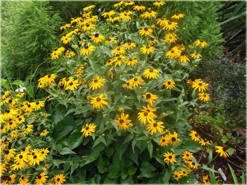 Rudbekia błyskotliwa Early Bird Gold Rudbeckia fulgida