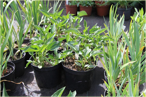 Rudbekia błyskotliwa Early Bird Gold Rudbeckia fulgida