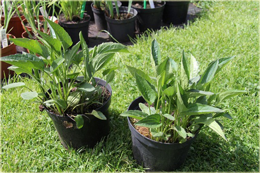 Rudbekia błyskotliwa Early Bird Gold Rudbeckia fulgida