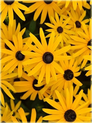 Rudbekia błyskotliwa Early Bird Gold Rudbeckia fulgida