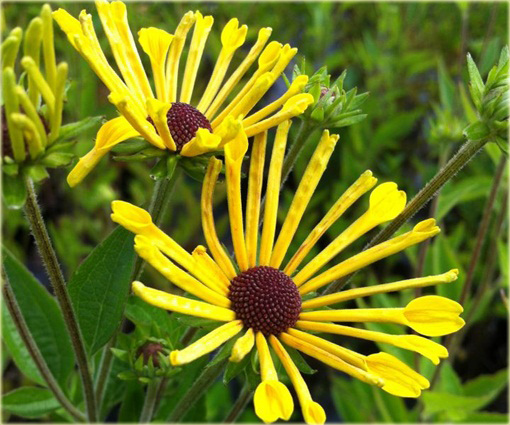 Rudbekia nibykutnerowata Little Henry Rudbeckia subtomentosa