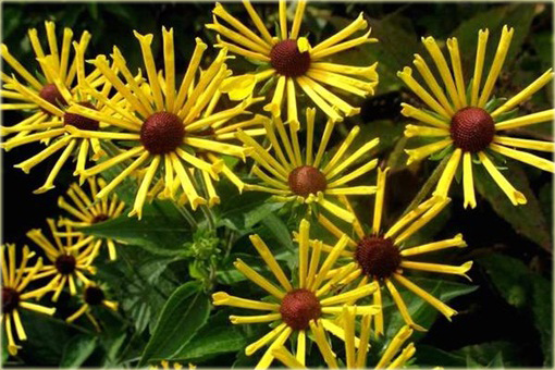 Rudbekia nibykutnerowata Little Henry Rudbeckia subtomentosa