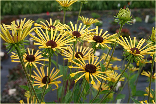 Rudbekia nibykutnerowata Little Henry Rudbeckia subtomentosa