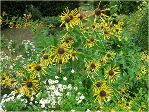 Rudbekia nibykutnerowata Little Henry Rudbeckia subtomentosa