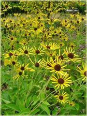 Rudbekia nibykutnerowata Little Henry Rudbeckia subtomentosa
