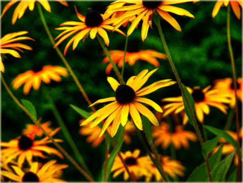 Rudbekia okazała żółta Rudbeckia speciosa