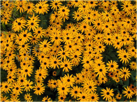 Rudbekia okazała żółta Rudbeckia speciosa