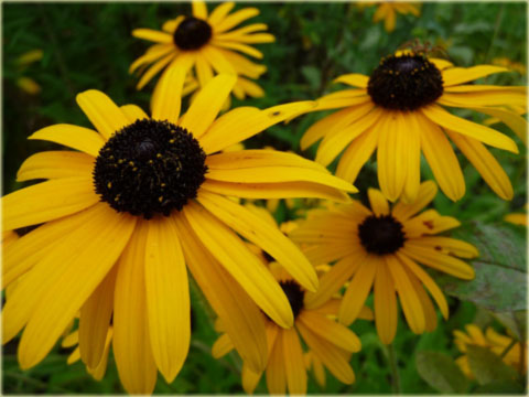 Rudbekia okazała żółta Rudbeckia speciosa