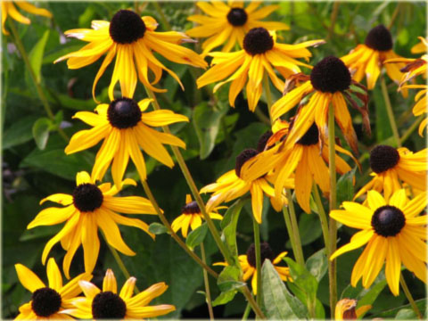 Rudbekia okazała żółta Rudbeckia speciosa
