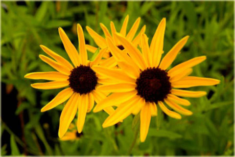 Rudbekia okazała żółta Rudbeckia speciosa