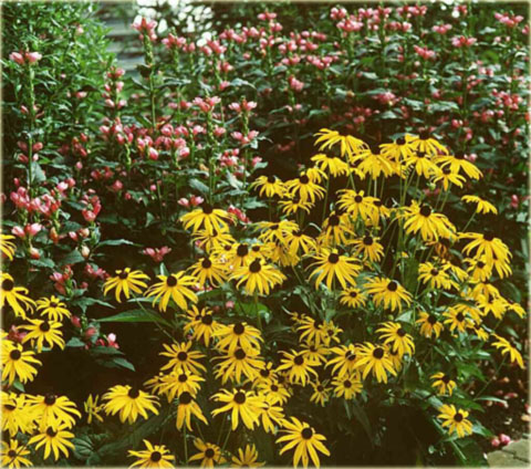 Rudbekia okazała żółta Rudbeckia speciosa
