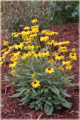 Rudbekia okazała żółta Rudbeckia speciosa