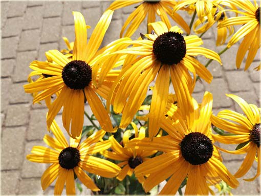 Rudbekia owłosiona Goldstrum Rudbeckia hirta