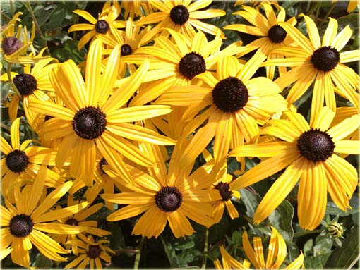 Rudbekia owłosiona Goldstrum Rudbeckia hirta