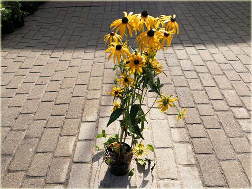 Rudbekia owłosiona Goldstrum Rudbeckia hirta