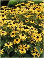 Rudbekia owłosiona Goldstrum Rudbeckia hirta