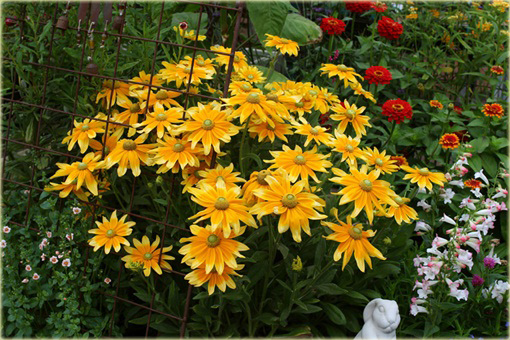Rudbekia owłosiona Prairie Sun Rudbeckia hirta