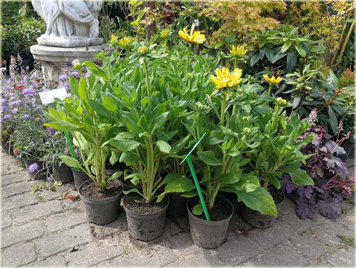 Rudbekia owłosiona Prairie Sun Rudbeckia hirta