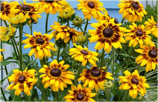 Rudbekia Peking Rudbeckia