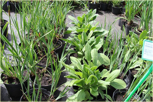 Rudbekia Peking Rudbeckia