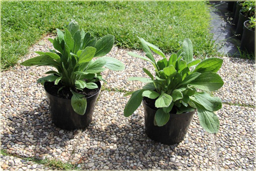 Rudbekia Peking Rudbeckia