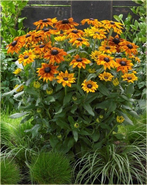 Rudbekia Summerina Yellow Rudbeckia