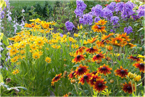 Rudbiekia owłosiona Capuccino Rudbeckia hirta