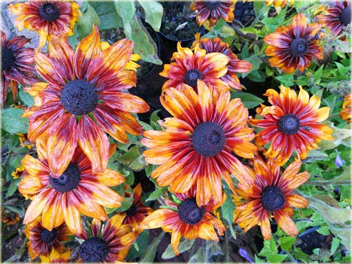 Rudbiekia owłosiona Capuccino Rudbeckia hirta