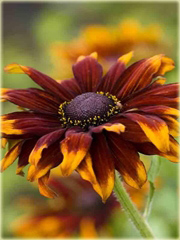 Rudbiekia owłosiona Capuccino Rudbeckia hirta