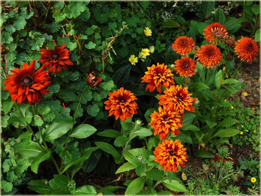 Rudbiekia owłosiona Cherokee Sunset Rudbeckia hirta