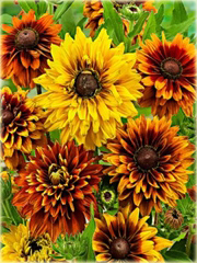 Rudbiekia owłosiona Cherokee Sunset Rudbeckia hirta