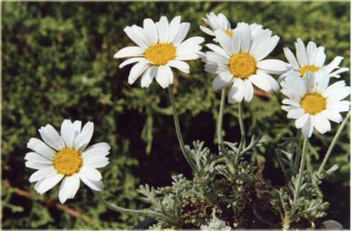Rumian karpacki Anthemis carpatica
