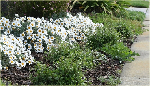 Rumian karpacki Anthemis carpatica