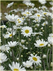 Rumian karpacki Anthemis carpatica