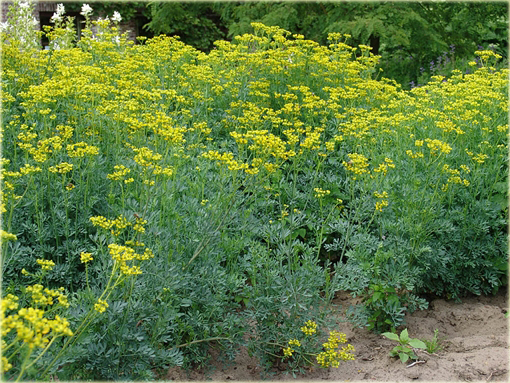 Ruta zwyczajna Ruta graveolens