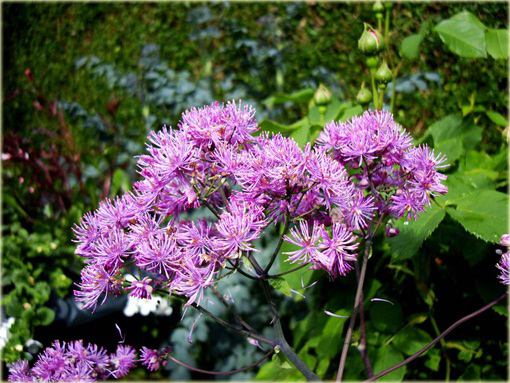 Rutewka orlikolistna Black Stockings Thalictrum aquilegifolium