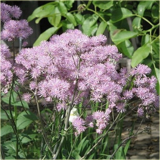 Rutewka orlikolistna Thalictrum aquilegifolium