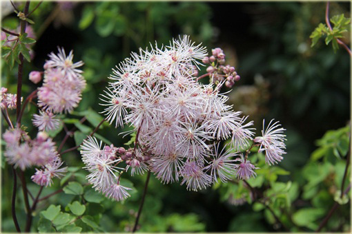 Rutewka orlikolistna Thalictrum aquilegifolium