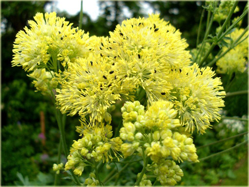 Rutewka żółta glaucum Thalictrum flavum glaucum