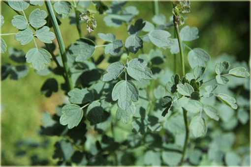 Rutewka żółta glaucum Thalictrum flavum glaucum