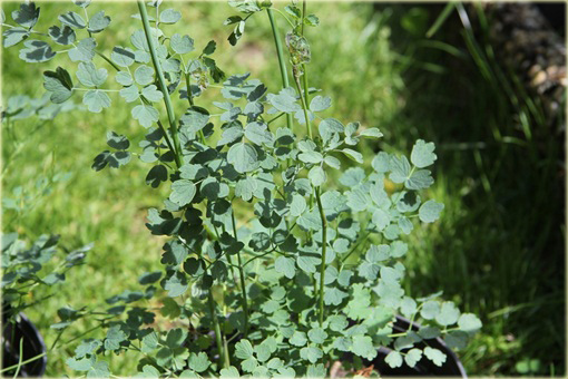 Rutewka żółta glaucum Thalictrum flavum glaucum