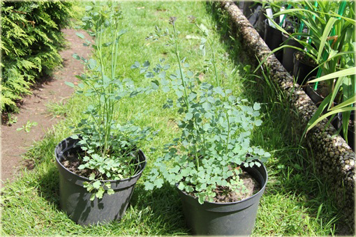 Rutewka żółta glaucum Thalictrum flavum glaucum