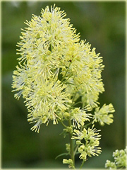 Rutewka żółta glaucum Thalictrum flavum glaucum