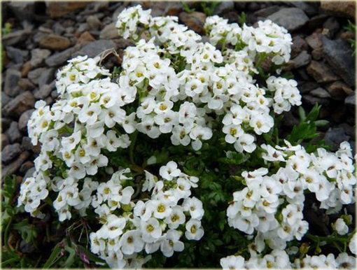 Rzeżuszka biała  Hornungia alpina