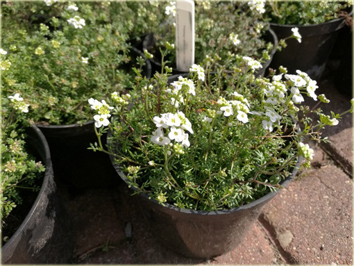 Rzeżuszka biała  Hornungia alpina