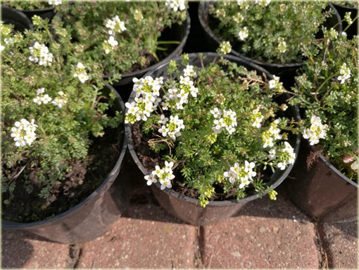 Rzeżuszka biała  Hornungia alpina